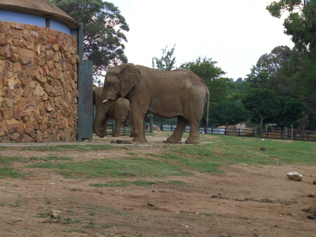 2008 - Johannesburg Zoo